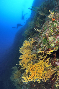 Croatia Divers Team 